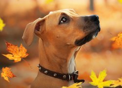 Rhodesian ridgeback