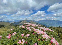 Rododendron na tle górskiego krajobrazu