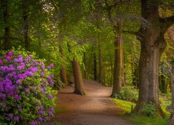 Rododendrony i drzewa przy ścieżce