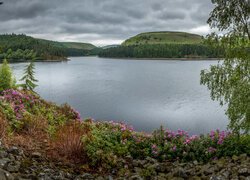 Anglia, Derbyshire, Peak District, Jezioro, Wzgórza, Las, Drzewa, Kwiaty, Rododendrony, Kamienie, Chmury