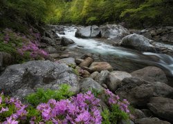 Las, Drzewa, Rzeka, Kamienie, Różowe, Rododendrony, Azalie