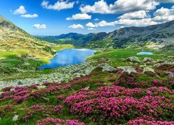 Góry, Skały, Chmury, Jezioro Bucura, Kamienie, Różne, Kwiaty, Rododendrony, Park Narodowy Retezat, Rumunia