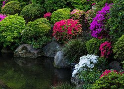 Rododendrony nad stawem