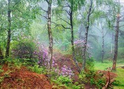 Lato, Las, Brzozy, Liście, Kwiaty, Rododendrony, Różaneczniki, Park Narodowy Peak District, Hrabstwo Derbyshire, Anglia