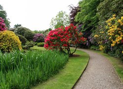 Park, Ogród Biddulph Grange, Alejka, Drzewa, Różaneczniki, Kwiaty, Biddulph, Anglia