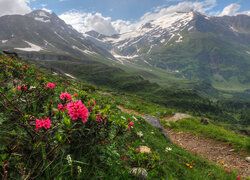 Góry, Ścieżka, Trawa, Kwiaty, Rododendron, Dolina