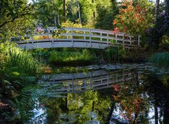 Rododendrony przy mostku nad stawem