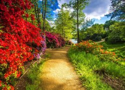 Park, Krzewy, Kwiaty, Rododendrony, Ścieżka, Staw, Drzewa, Niebo