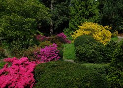 Ogród, Park, Krzewy, Rododendrony, Drzewa