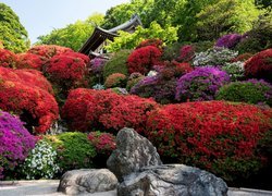 Ogród, Kwiaty, Rododendrony, Krzewy, Różaneczniki, Dom, Kamienie
