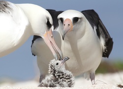 Rodzina albatrosów