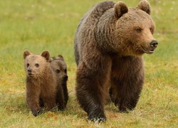 Rodzina niedźwiedzi na spacerze