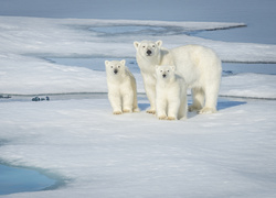 Rodzina niedźwiedzi polarnych na lodowej krze