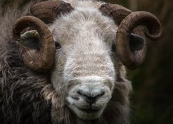 Rogi owcy rasy herdwick