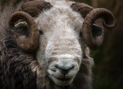 Owca, Herdwick, Rogi