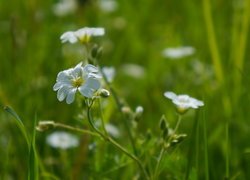 Rogownica, Białe, Kwiaty, Zbliżenie