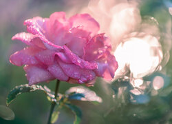 Rosa na płatkach różowej róży