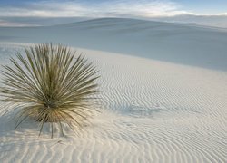 Roślina na białym piasku w Parku Narodowym White Sanda