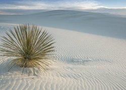 Stany Zjednoczone, Stan Nowy Meksyk, Park Narodowy White Sands, Pustynia, Białe, Piaski, Wydmy, Roślina