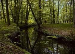 Roślinność nad rzeką w lesie