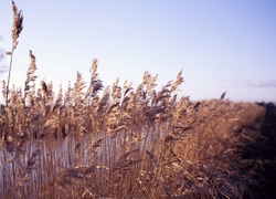 Rzeka, Rośliny, Trawy