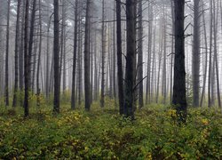 Roślinność pod wysokimi drzewami w zamglonym lesie