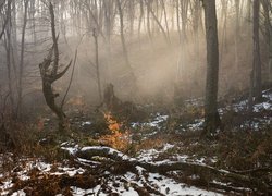 Roslinność przysypana śniegiem w mglistym lesie