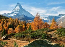 Rośliny i drzewa na tle szczytu Matterhorn