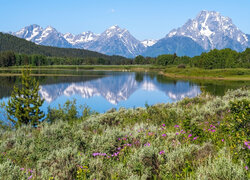 Kwiaty, Trawa, Góry, Rzeka, Snake River, Park Narodowy Grand Teton, Wyoming, Stany Zjednoczone