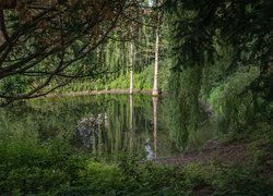 Rośliny i drzewa nad stawem