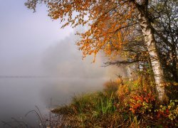 Jesień, Jezioro, Brzoza, Drzewa, Rośliny, Mgła