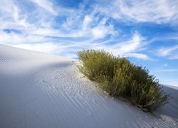 Rośliny na wydmie w White Sands National Monument