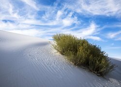 Pustynia, Wydma, Rośliny, Biały, Piasek, Pomnik narodowy, White Sands National Monument, Nowy Meksyk, Stany Zjednoczone