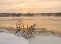 Rośliny nad zaśnieżonym brzegiem jeziora