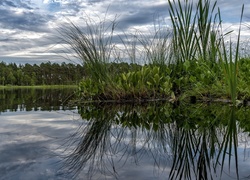 Jezioro, Las, Rośliny