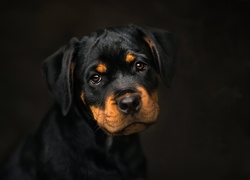 Rottweiler, Szczeniak, Czarne tło