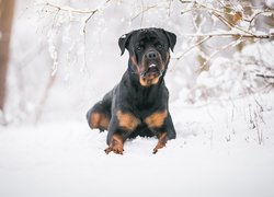 Pies, Rottweiler, Śnieg, Gałązki