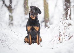 Pies, Rottweiler, Śnieg, Las, Drzewa, Gałązki