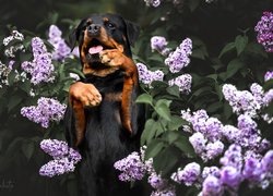 Rottweiler w gałązkach bzu