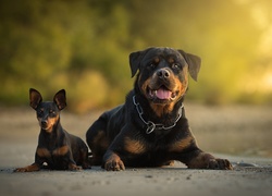 Rottweiler w towarzystwie pinczera miniaturowego leży na drodze