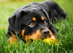 Rottweiler w trawie