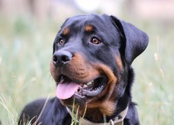 Rottweiler z wystawionym językiem