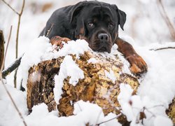 Pies, Rottweiler, Śnieg