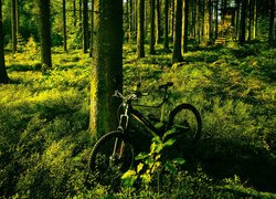 Rower pod drzewem w lesie