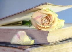 Książki, Kwiat, Róża, Płatek