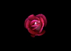Róża na czarnym tle