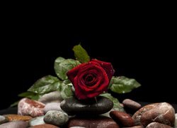 Kwiat, Czerwona, Róża, Kamienie