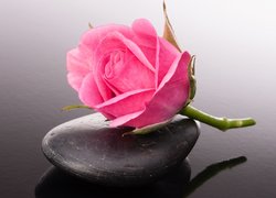 Kwiat, Róża, Kamień