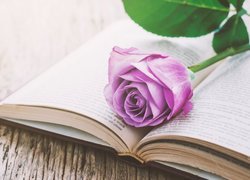 Róża na otwartej książce