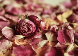 Róża położona na płatkach w rozmyciu